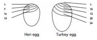 eggs-1.jpg