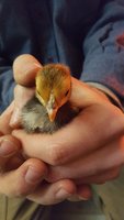 20180408_203244.jpg
