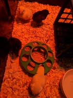 IMG_20180409_111840.jpg