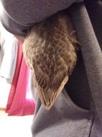 IMG_20180409_192756.jpg