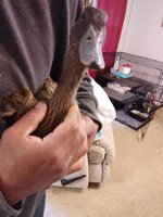 IMG_20180409_192603.jpg