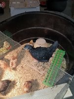 20180410_064046.jpg
