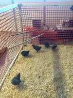 IMG_0455.JPG
