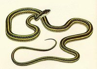 ribbonsnake.jpg