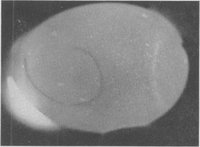 canvetj00180-0051-a.jpg