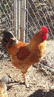 goldbarredrooster.jpg