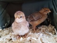 20180410_160216.jpg 20180410_160216.jpg
