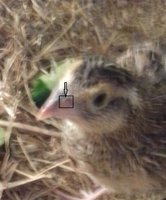 chick.jpg