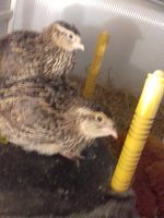 chick2.jpg