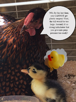 Photo 8 12animals3.png