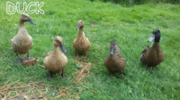 Photo 13 Farmer Connie.gif