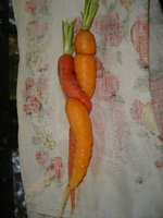 carrots.jpg