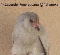 IMG_6556.JPG