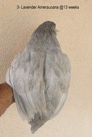IMG_6551.JPG