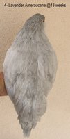 IMG_6548.JPG