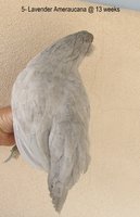 IMG_6546.JPG