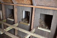 Inside Nest Boxes.JPG