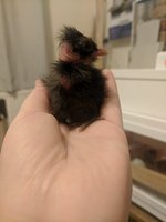 IMG_20180412_065821.jpg