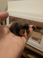 IMG_20180412_070648.jpg