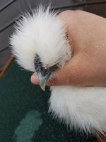 20180412_074956.jpg