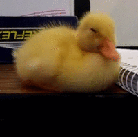 339x336px-LL-b2a42119_no-gi.gif