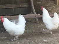 IMG_0900.jpg