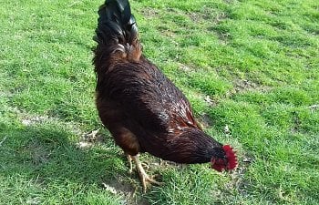 Pros and Cons of Keeping a Cockerel