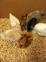 chick color wheel.jpg
