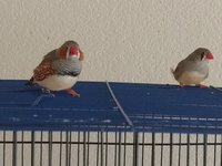 IMG_20180411_163818591.jpg