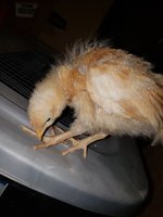 20180413_064115.jpg
