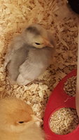 20180413_093415.jpg