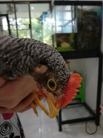 Chick 1b.jpg Chick 1b.jpg