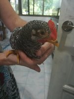 Chick 2a.jpg Chick 2a.jpg