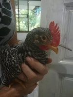 Chick 3a.jpg Chick 3a.jpg