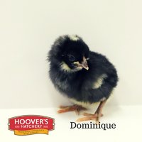Dominique chick.jpg