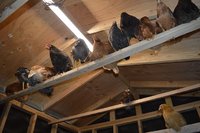 roosting for the night small.jpg