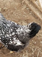 silver-w-feathers2.jpg