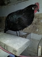 20180415_192642.jpg