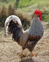 Cream Legbar Rooster.jpg