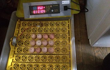 IMG_6361.JPG