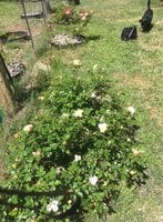 Roses a.jpg