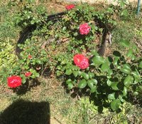 Roses b.jpg