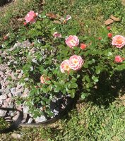 Roses c.jpg
