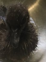 D31F8694-19D0-4A43-88AC-B05A9376F347.jpeg