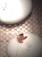 IMG_0638.JPG