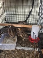 Quail.JPG