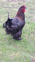 rooster 2.png