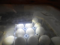 baby ducks 004.JPG