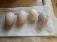 baby ducks 001.JPG