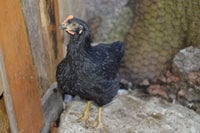 DSC_0031.JPG